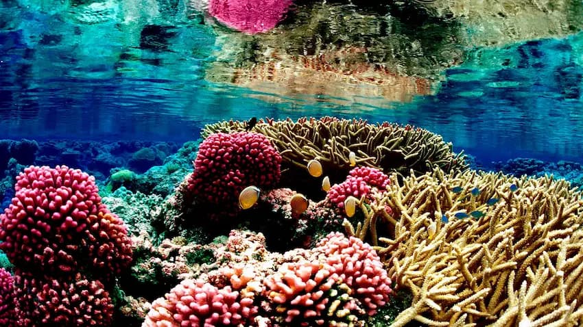 Coral reef ecosystem underwater with fish swimming around