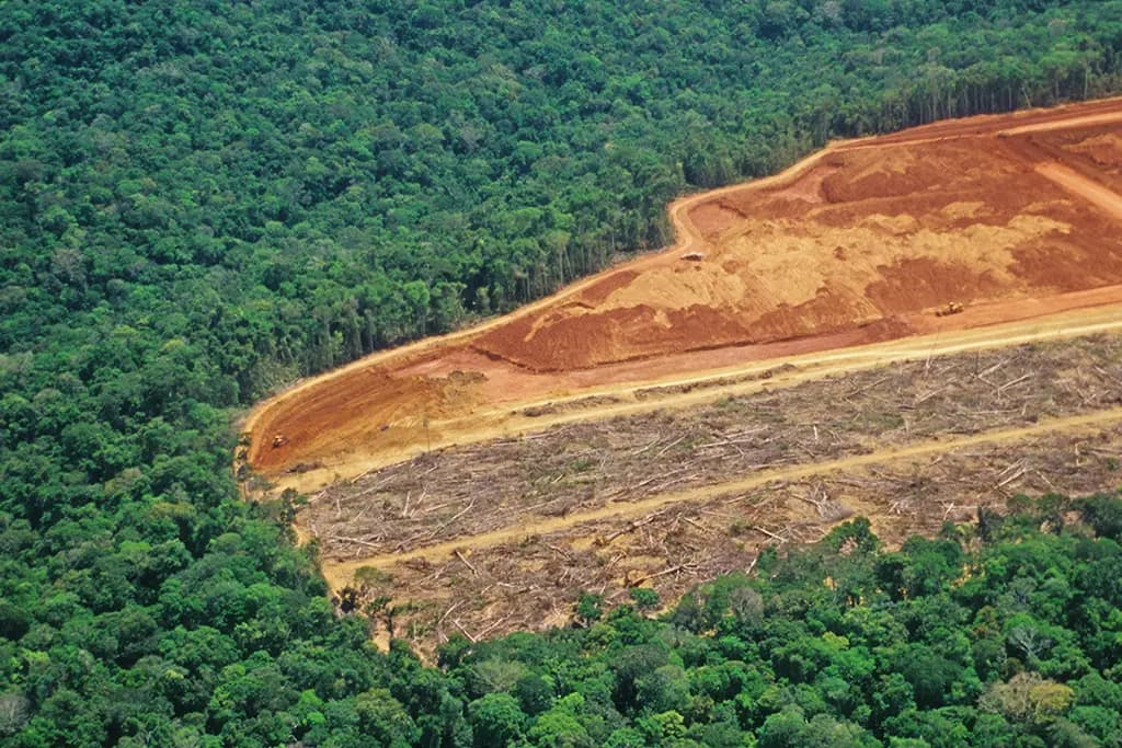 Deforestation contributing to carbon emissions