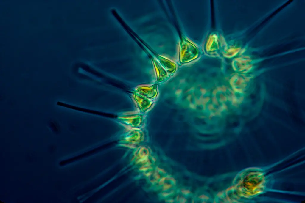 Phytoplankton under the microscope